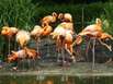 Flamingos