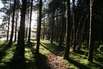 Forst und Wald von Haguenau im Elsass (Forêt de Haguenau Alsace)
