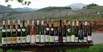 Elsässer Weine, Wein im Elsass