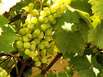 Wein im Elsass