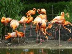 Flamingos