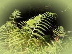 Wanderung im Wandergebiet Andlau – Lièpvre im Elsass