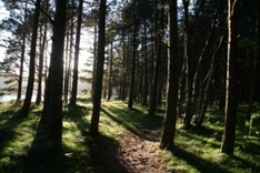 Forst und Wald von Haguenau im Elsass (Forêt de Haguenau Alsace)