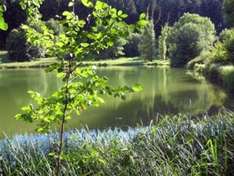Forst und Wald von Haguenau im Elsass (Forêt de Haguenau Alsace).