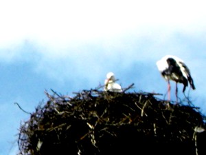 Elsässer Wappentier Storch