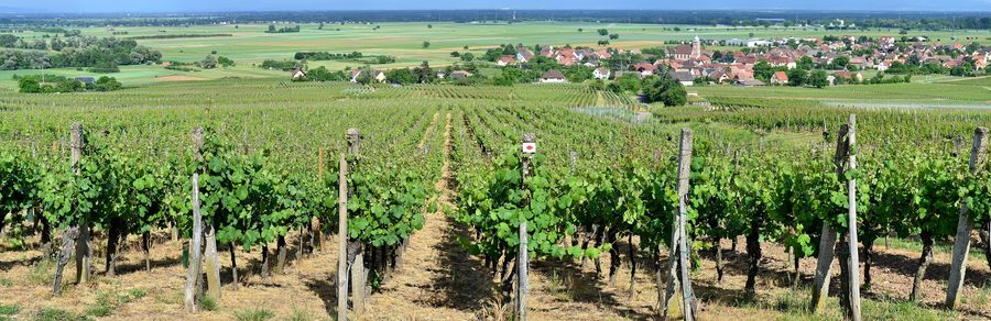 Spiegel vineyard and Bergholtz in Alsace, France