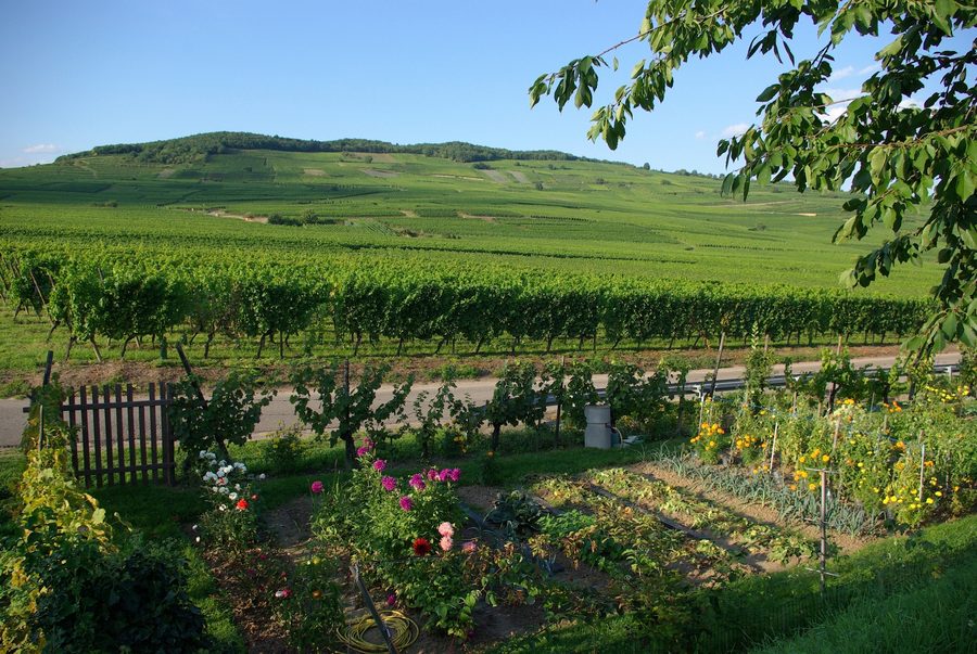 Weinberg Altenburg am Ortsrand von Kientzheim im Elsass