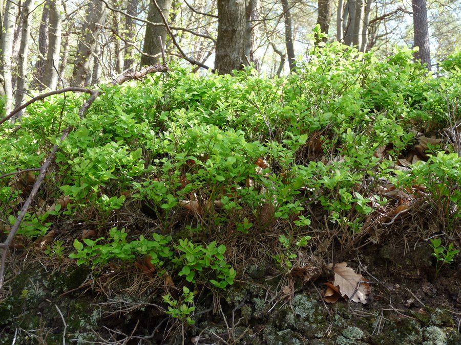Bilberries in the Northern Vosges Nature Park near Hohenbourg Castle in Bas-Rhin