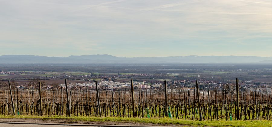 Weite Aussicht über das elsässische Grand Ried mit Dörfern, Rheinlandschaft und Schwarzwald am Horizont