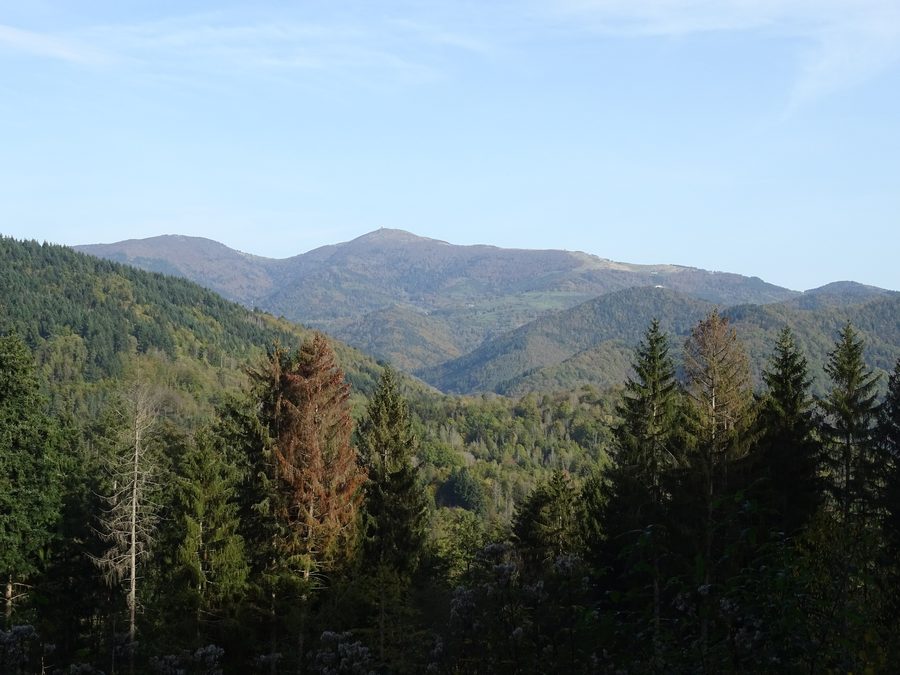 Vue vers le Grand Ballon d'Alsace depuis la descente vers Bitschwiller-lès-Thann
