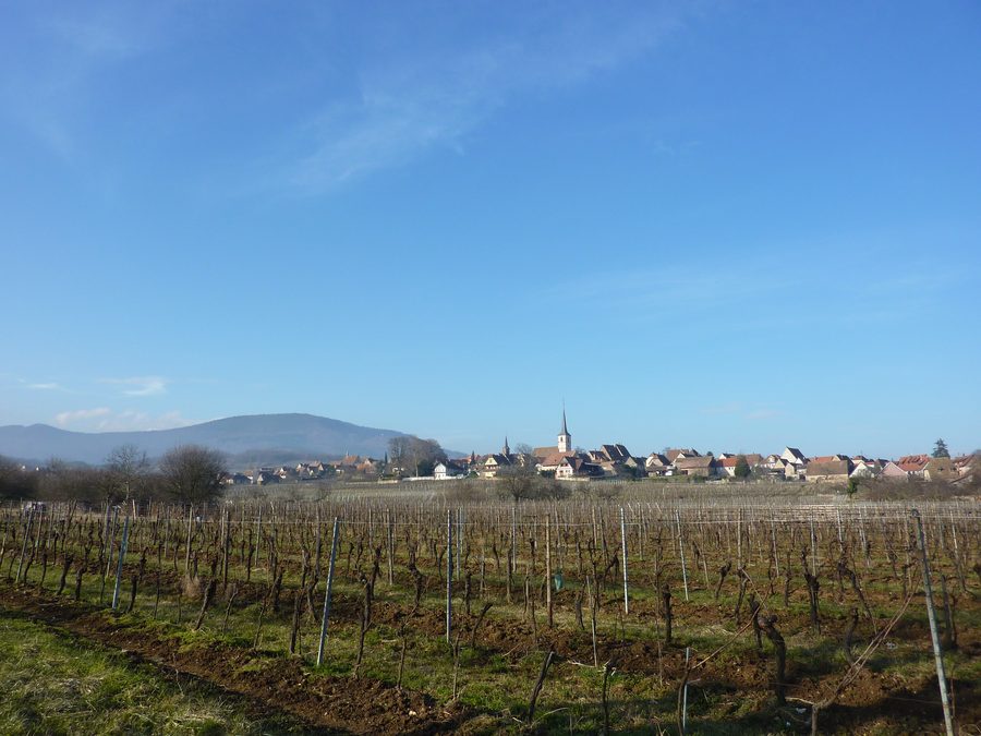 Mittelbergheim im Elsass mit historischem Ortsbild und Weinlandschaft