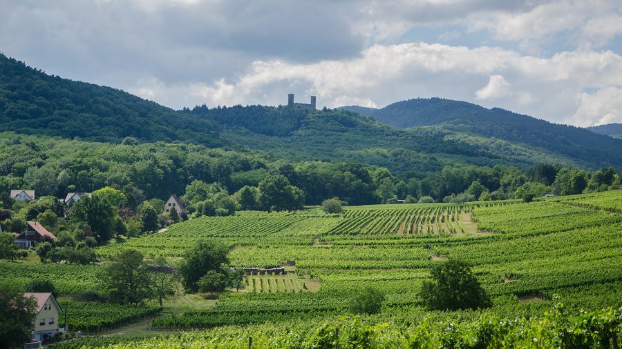 Burgruine Haut-Andlau auf einem bewaldeten Höhenzug oberhalb der Täler von Andlau und Kirneck