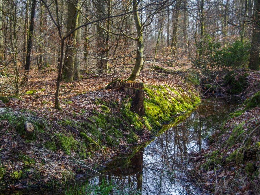 Kanal in der Forêt de Haguenau