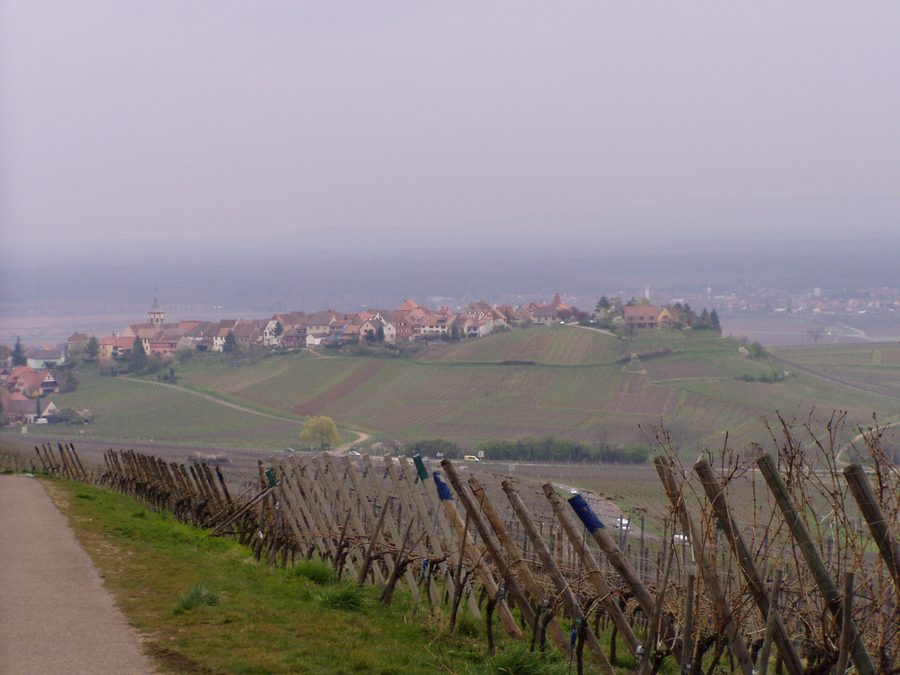 Zellenberg im Elsass zwischen Weinbergen