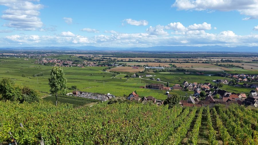 Blick über das Grand Ried bei Gueberschwihr bis zum Schwarzwald