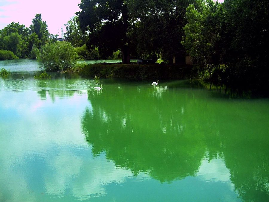 Rheinlandschaft bei Vogelgrün im Elsass