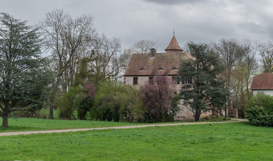 Burg von Hartmannswiller im Haut-Rhin
