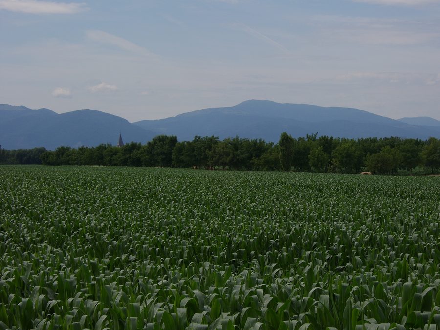Vue depuis Battenheim, Alsace, France