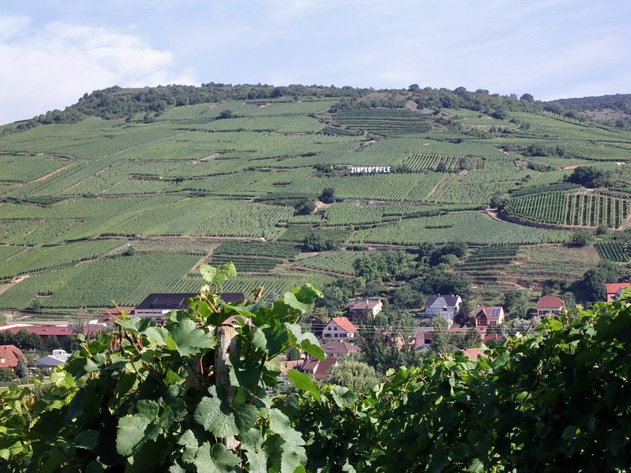 Weinberg am Zinnkoepflé bei Soultzmatt im Elsass