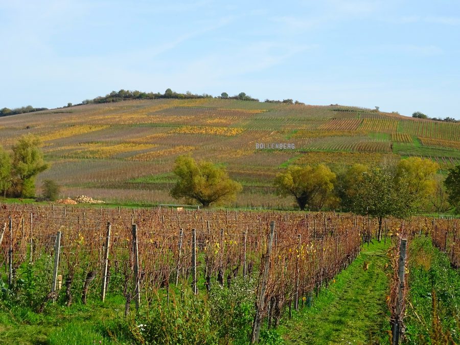 Weinberge am Bollenberg zwischen Orschwihr und Westhalten im Elsass