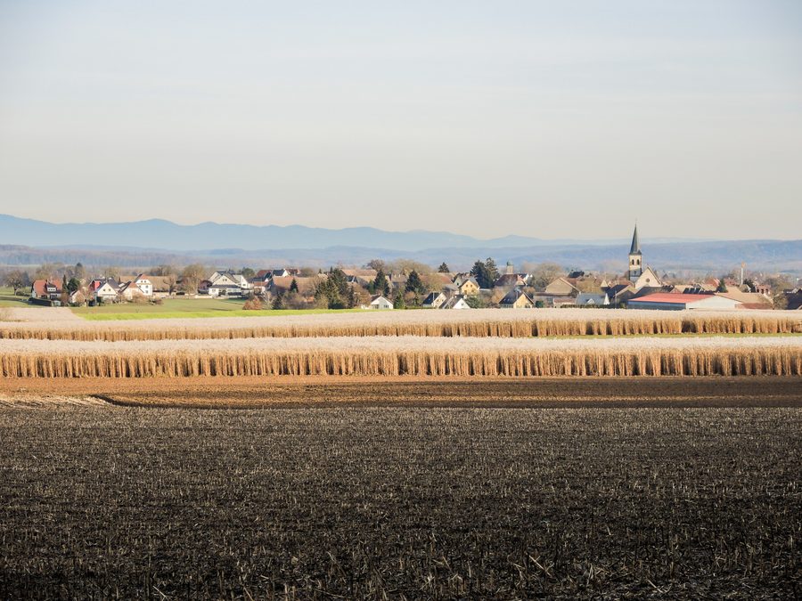 Village d'Ammertzwiller vu de la colline de Gildwiller-le-Mont, avec des champs de miscanthus au premier plan