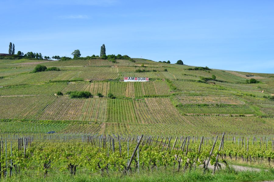 Weinberghang des Mambourg bei Sigolsheim im Elsass