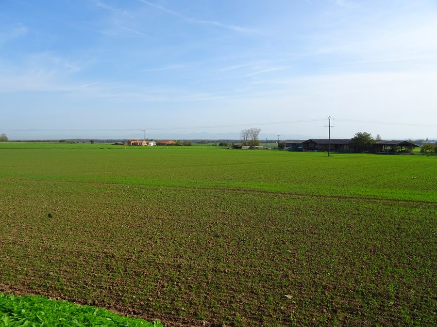 Plaine d'Alsace entre Uffholtz et Wattwiller, Haut-Rhin