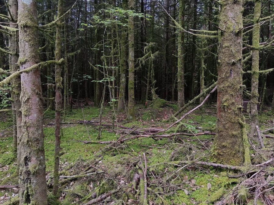 Wald bei Colroy-la-Roche und Ranrupt im Département Bas-Rhin