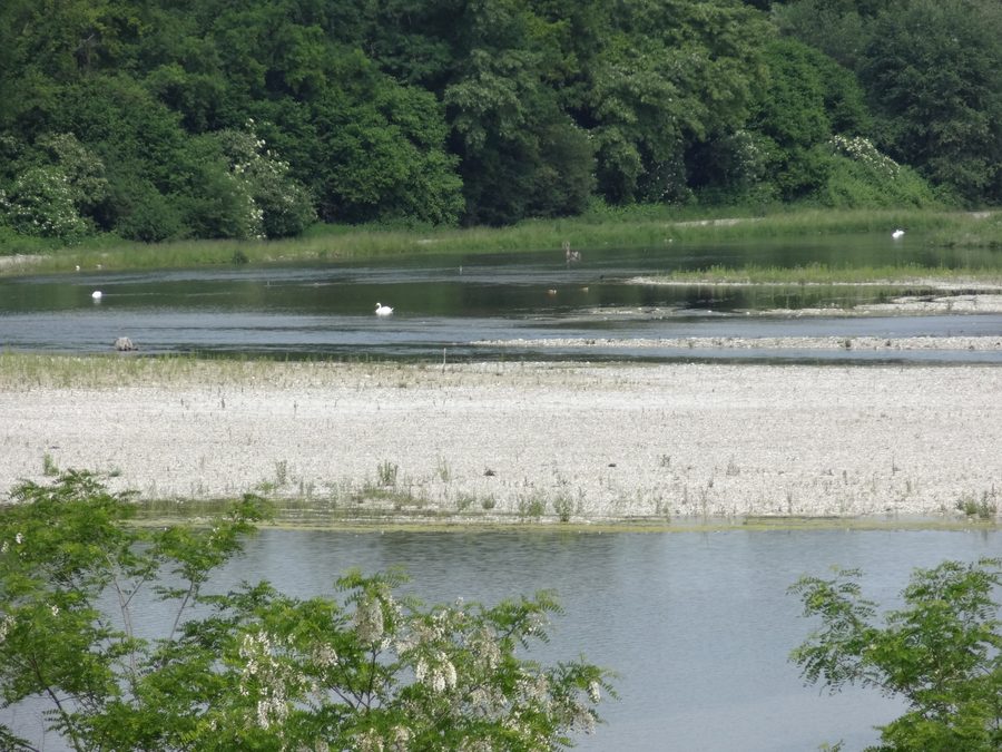 Vögel auf einer renaturierten Rheininsel bei Village-Neuf nahe Kembs