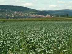 Sauerkraut, Weisskohl