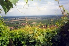 Urlaub im Elsass als Weinreise