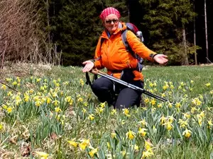 Ausflug in die Vogesen - wilde Narzissen finden