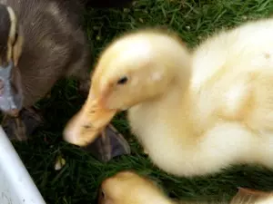 Entenküken aus biologischer Haltung