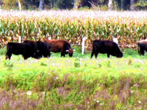 Rinder im Elsässer Ochsenfeld vor Maisfeld