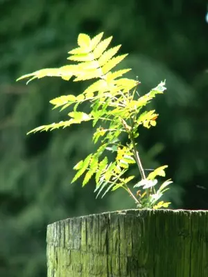 Neues Leben und alte Geschichten im Outre Foret