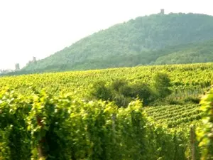 Elsässer Wein in der Rheinebene am Fuss der Vogesen