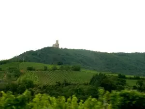 Vogesen-Burg und Weinreben