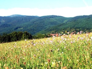 Vogesenberge Petit Ballon