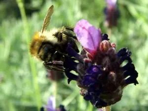 Naturraum Elsass mit Hummel auf einer Blüte