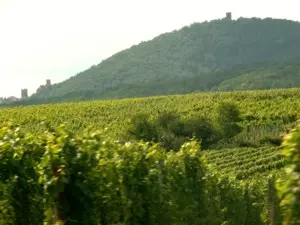 Elsässer Weinberge in der Oberrheinebene am Fuss der Vogesen